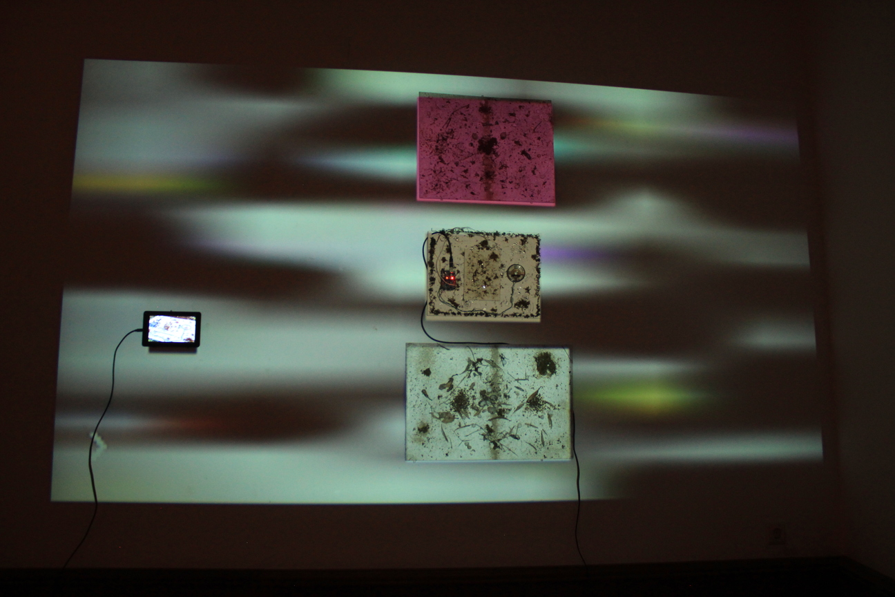 Daedalus Ant Ennae Image daed_IMG_8219.JPG