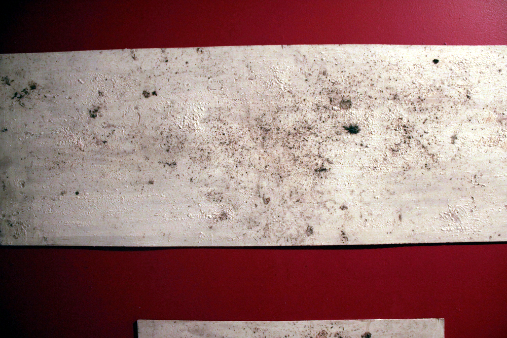 Non-Human Paintings Image t_IMG_8417.JPG